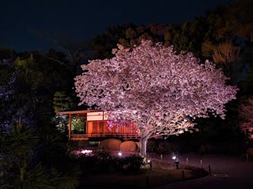 『NAKED FLOWERS 2023 桜 世界遺産・二条城』に投稿された画像（2023/4/1）