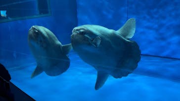 アクアワールド茨城県大洗水族館に投稿された画像（2023/4/1）