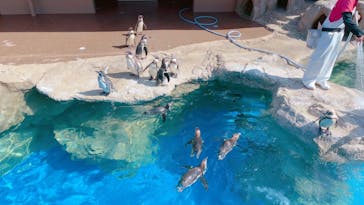 アクアワールド茨城県大洗水族館に投稿された画像（2023/4/1）