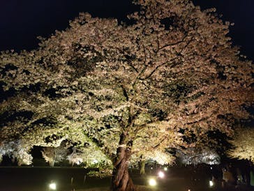 『NAKED FLOWERS 2023 桜 世界遺産・二条城』に投稿された画像（2023/4/2）