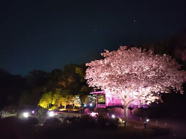 『NAKED FLOWERS 2023 桜 世界遺産・二条城』に投稿された画像（2023/4/2）
