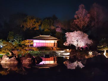 『NAKED FLOWERS 2023 桜 世界遺産・二条城』に投稿された画像（2023/4/2）