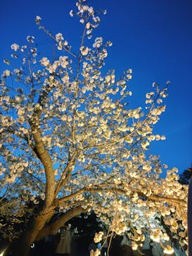『NAKED FLOWERS 2023 桜 世界遺産・二条城』に投稿された画像（2023/4/2）