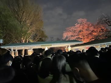 NAKED 桜の新宿御苑 2023に投稿された画像（2023/4/2）