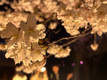 NAKED 桜の新宿御苑 2023に投稿された画像（2023/4/2）