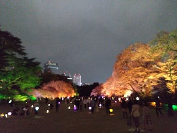 NAKED 桜の新宿御苑 2023に投稿された画像（2023/4/2）