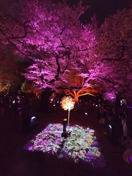 NAKED 桜の新宿御苑 2023に投稿された画像（2023/4/2）