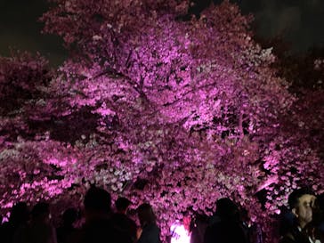 NAKED 桜の新宿御苑 2023に投稿された画像（2023/4/2）