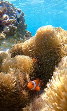 宮古島 ADVENTURE PiPi（ミヤコジマ アドベンチャー ピピ）に投稿された画像（2023/4/2）