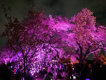 NAKED 桜の新宿御苑 2023に投稿された画像（2023/4/2）