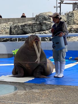 大分マリーンパレス水族館 「うみたまご」に投稿された画像（2023/4/2）