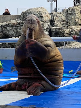 大分マリーンパレス水族館 「うみたまご」に投稿された画像（2023/4/2）