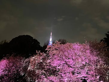 NAKED 桜の新宿御苑 2023に投稿された画像（2023/4/2）