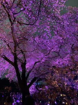 NAKED 桜の新宿御苑 2023に投稿された画像（2023/4/2）