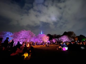 NAKED 桜の新宿御苑 2023に投稿された画像（2023/4/2）