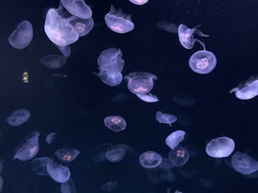 サンシャイン水族館に投稿された画像（2023/4/2）