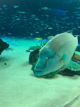 サンシャイン水族館に投稿された画像（2023/4/2）