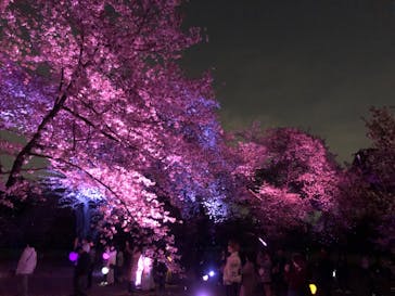 NAKED 桜の新宿御苑 2023に投稿された画像（2023/4/2）