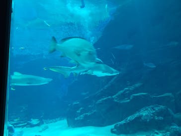 マリンワールド海の中道に投稿された画像（2023/4/2）