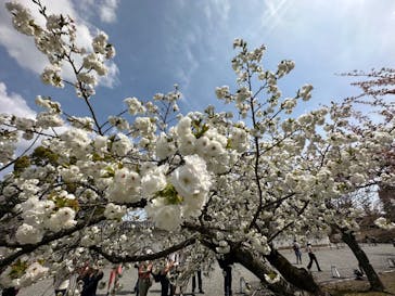 元離宮二条城に投稿された画像（2023/4/2）