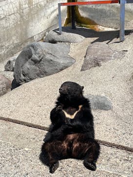 奥飛騨クマ牧場に投稿された画像（2023/4/2）