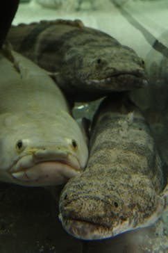 カワスイ 川崎⽔族館に投稿された画像（2023/4/2）