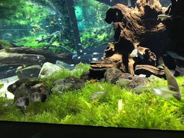 カワスイ 川崎⽔族館に投稿された画像（2023/4/2）