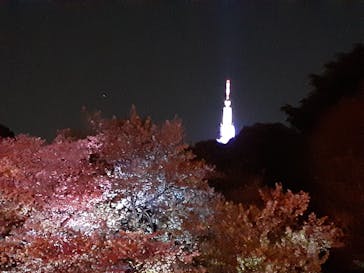 NAKED 桜の新宿御苑 2023に投稿された画像（2023/4/2）
