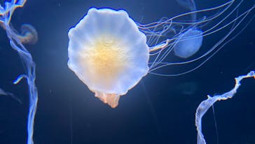 サンシャイン水族館に投稿された画像（2023/4/2）