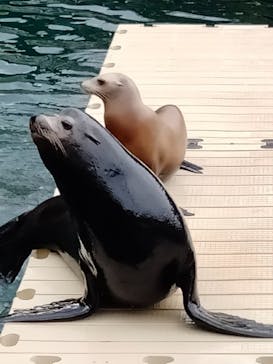 伊豆・三津シーパラダイスに投稿された画像（2023/4/2）