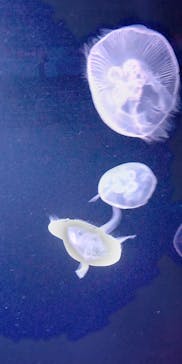 サンシャイン水族館に投稿された画像（2023/4/2）