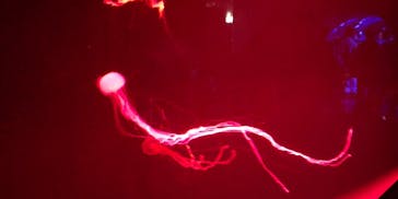 サンシャイン水族館に投稿された画像（2023/4/2）