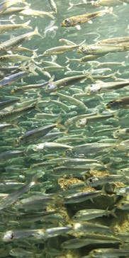 サンシャイン水族館に投稿された画像（2023/4/2）