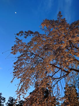 『NAKED FLOWERS 2023 桜 世界遺産・二条城』に投稿された画像（2023/4/2）