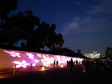 『NAKED FLOWERS 2023 桜 世界遺産・二条城』に投稿された画像（2023/4/2）