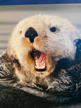 名古屋港水族館に投稿された画像（2023/4/2）