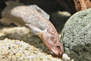 カワスイ 川崎⽔族館に投稿された画像（2023/4/2）