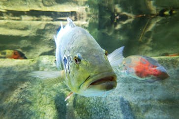 カワスイ 川崎⽔族館に投稿された画像（2023/4/2）