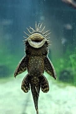 カワスイ 川崎⽔族館に投稿された画像（2023/4/2）