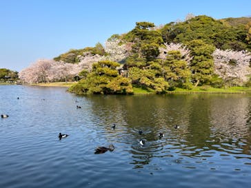 三溪園に投稿された画像（2023/4/2）