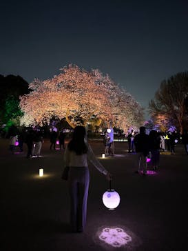 NAKED 桜の新宿御苑 2023に投稿された画像（2023/4/2）