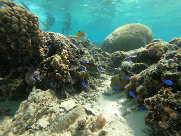 武藤潜水に投稿された画像（2023/4/2）