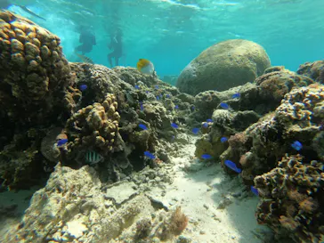 武藤潜水に投稿された画像（2023/4/2）