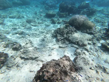 武藤潜水に投稿された画像（2023/4/2）