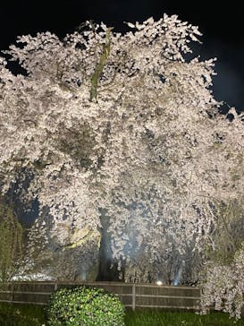 京阪電車に投稿された画像（2023/4/2）