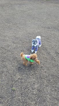 わんダフルネイチャーヴィレッジに投稿された画像（2023/4/2）