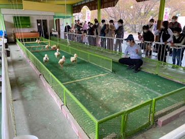 別府ケーブルラクテンチに投稿された画像（2023/4/2）