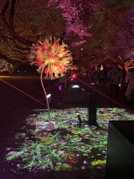 NAKED 桜の新宿御苑 2023に投稿された画像（2023/4/2）