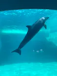 名古屋港水族館に投稿された画像（2023/4/2）