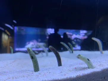 すみだ水族館に投稿された画像（2023/4/2）